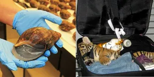 Mulai Siput Hingga Bola Mata, Ini 8 Barang Selundupan Paling Aneh