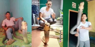 Nggak Takut dan Santai Banget, Pria Ini Main Gitar Ditemani King Kobra yang Bikin Panji Petualang Lewat - Jinak Banget Kayak Teman Sendiri