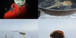 'Piknik' Beku di Antartika ala Ilmuan di Antartika