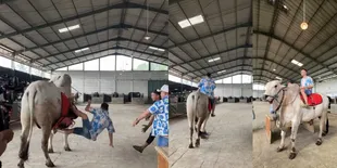 Potret Detik-detik Raffi Ahmad Terjatuh dari Sapi Saat Syuting di Peternakan Irfan Hakim, Langsung Jalani CT Scan