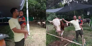 Potret Rayyanza Alias Cipung Kurban Sapi 1,1 Ton Pakai Uang Sendiri, Netizen Gaji UMR Langsung Minder