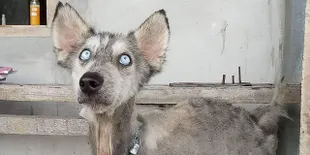 Pria Bali Ini Selamatkan Nasib Seekor Anjing Husky Dengan Kasih