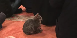 Pria Ini Perbolehkan Kucing Masuk Masjid, Alasannya Bikin Haru