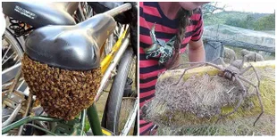 Sederet Hewan Ini Bikin Merinding, Jangan Sampai Ketemu Deh!