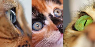  Tak Disangka, Bola Mata Kucing Jika Difoto Close Up Bikin Takjub