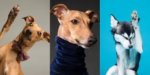 Ternyata Anjing Bisa Ekspresif Saat Difoto, Bakat Jadi Model!