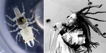 Nama Bob Marley Jadi Nama Spesies Parasit