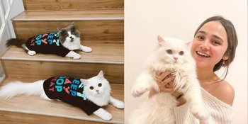 7 Potret Syifa Hadju Main Sama Ketiga Kucing Kesayangannya, Netizen: Sama-Sama Menggemaskan