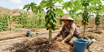 8 Tips Rawat Pepaya Saat Kemarau agar Tidak Layu dan Tetap Rajin Berbuah