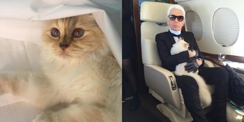 Choupette, Kucing Karl Lagerfeld Dapat Warisan Triliunan Rupiah?