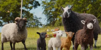 Film THE SHEEP DETECTIVES - Sinopsis, Pemeran dan Fakta Menarik