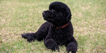 Lucunya Sunny, Anggota Keluarga Terbaru Barack Obama