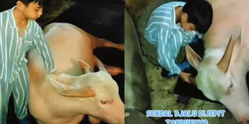 Momen Lucu Kerbau Albino Milik Irfan Hakim yang Manja ke Djalu dan Tak Mau Ditinggal