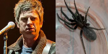 Noel Gallagher Nyaris Jadi Incaran Laba-Laba Mematikan