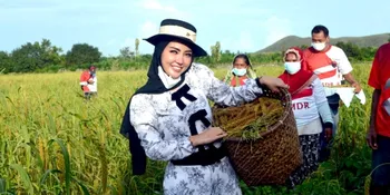 Panen Padi Hotong di Sawah, Bella Shofie Menjelma Jadi 'Petani Jaman Now'
