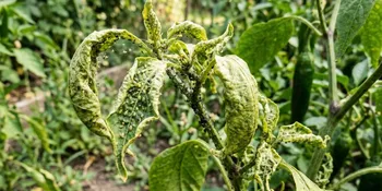 Penyebab Daun Tanaman Cabai Keriting dan Cara Mengatasinya