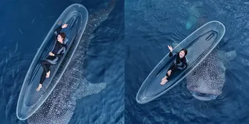 Potret Tiara Andini Berenang Bareng 2 Hiu Paus di Gorontalo