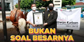 Putra Siregar Rebutan Sapi Limosin dengan Atta Halilintar?