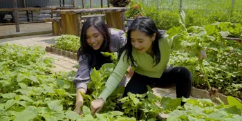 Seru Banget, Prilly Latuconsina dan Aminda Berkebun dan Masak Bareng