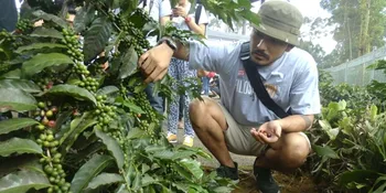 Serunya Rio Dewanto Menanam Kopi di Bandung, Ganti Profesi?