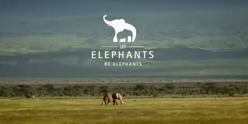 Sudah Lihat Video Nadya Hutagalung Kampanye Selamatkan Gajah?