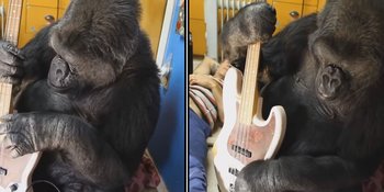 Unik! Gorilla Hitam Mainkan Bass Milik Flea Red Hot Chili Peppers