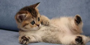 [VIDEO] Super Cute, Kucing Ini Joget 'Uptown Funk' Bruno Mars