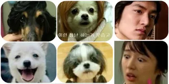Wow, Anjing-Anjing Ini Mirip Seleb Korea!