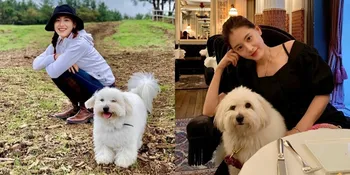 10 Momen Manis Kim Jae Kyung Eks Rainbow dan Anjing Kesayangannya