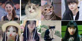 Foto Kucing Random yang Viral Dibilang Mirip Idola K-Pop, Dita Karang dan Seulgi Red Velvet Lucu Banget