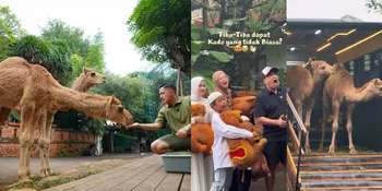 Momen Irfan Hakim Dapat Hadiah Unta dari Fans Saat Anniversary ke-18, Jadi Hewan yang Diimpikan