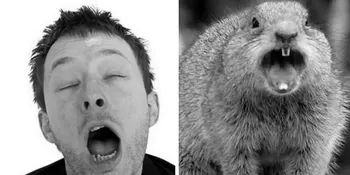 Tupai-Tupai Yang Terobsesi RADIOHEAD