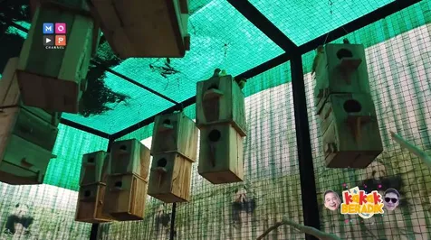 Burung Peliharaan