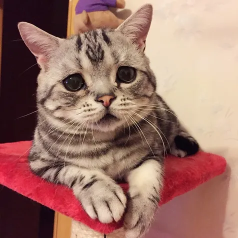 Film Tersedih Sedunia | inilah luhu kucing berwajah tersedih di bumi bikin Film Tersedih Sedunia | inilah luhu kucing berwajah tersedih di bumi bikin