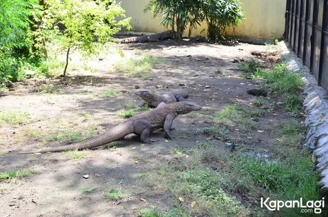 Terungkap! Foto Kondisi Terbaru Hewan di Kebun Binatang Surabaya | Plus.Kapanlagi.com