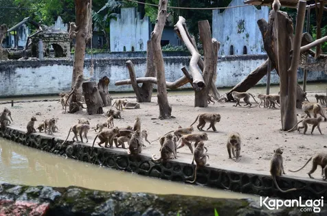 Terungkap! Foto Kondisi Terbaru Hewan di Kebun Binatang ...