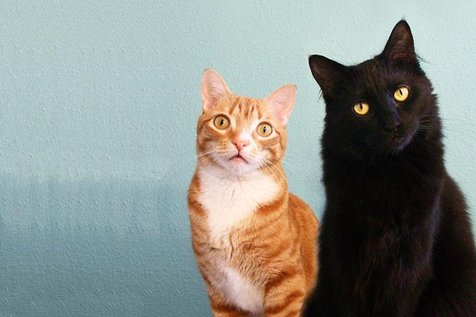 10 Kucing Paling Terkenal Sepanjang Sejarah - Kapanlagi.com