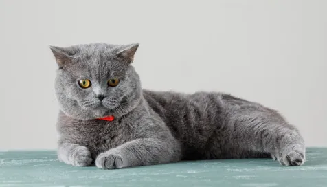 Jenis Kucing Peliharaan Nabi Muhammad Saw Beserta Keistimewaannya Kapanlagi Com
