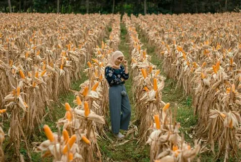 Setelah Taman Dewari Magelang Ladang Jagung Ini Bakal Viral Kapanlagi Com