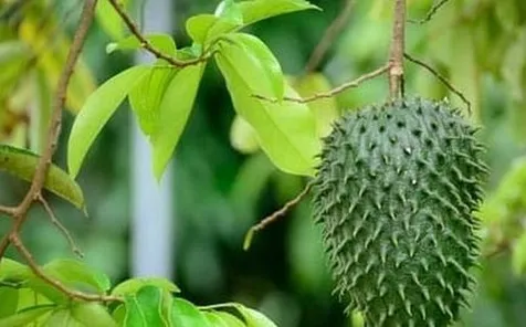 Cara Membasmi Tungau dengan Daun Sirsak