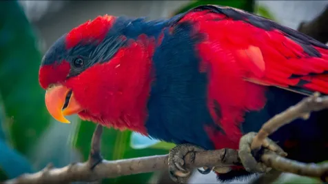 7 Jenis Burung Nuri Paling Cantik Bersuara Merdu yang Dilindungi