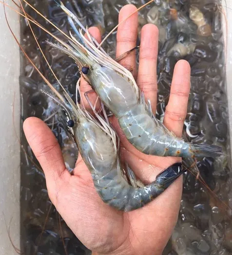 8 Jenis Udang Unggulan Enak Dan Lezat Ketika Dikonsumsi Kapanlagi 8 Jenis Udang Unggulan Enak Dan Lezat Ketika Dikonsumsi Kapanlagi