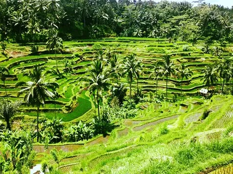 Sistem Irigasi Bali