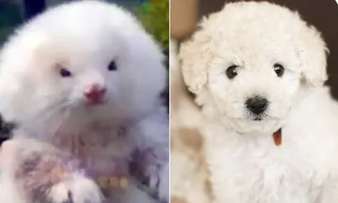 Musang Jadi Anjing