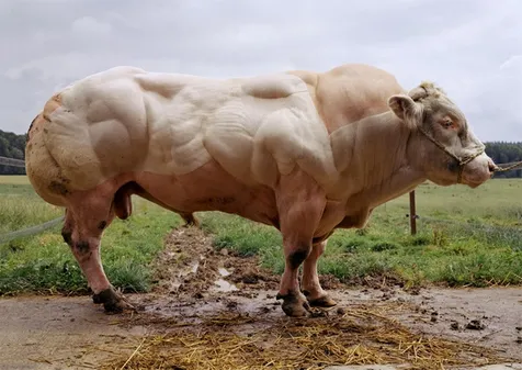 Sapi Yang Kekar