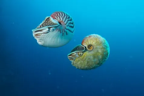 31 Tahun Hewan Laut Paling Aneh Dan Langka Ini Ditemukan Lagi