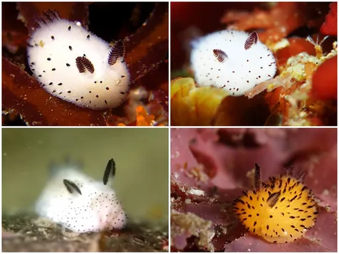 870 Gambar Binatang Siput Laut Terbaru