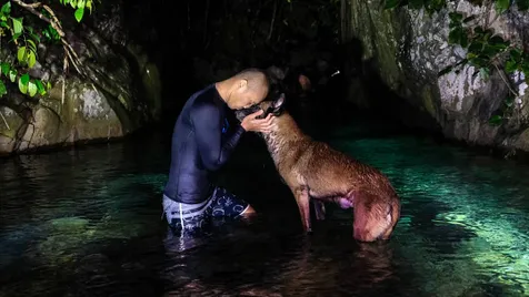 Anjing Bima Kerap Menyerang Orang