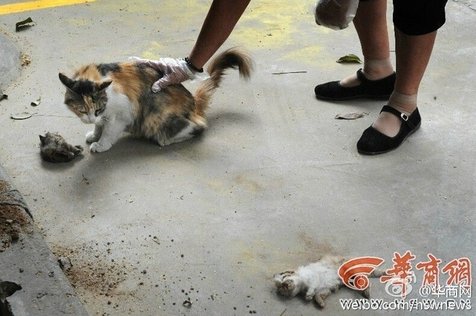 Anaknya Tewas, Aksi Induk Kucing di Jalan Ini Bikin Kamu Nangis 