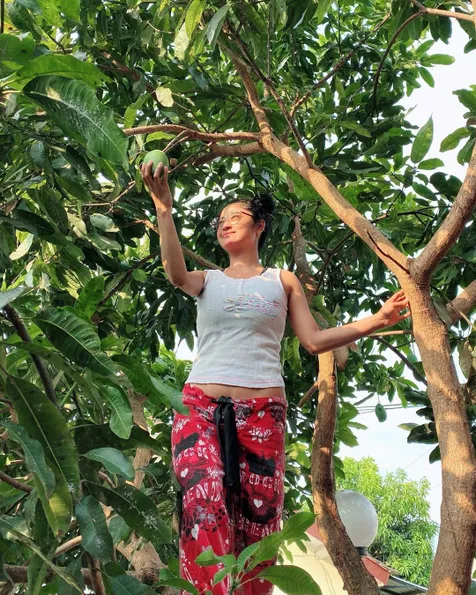 Panjat Pohon Panen Mangga